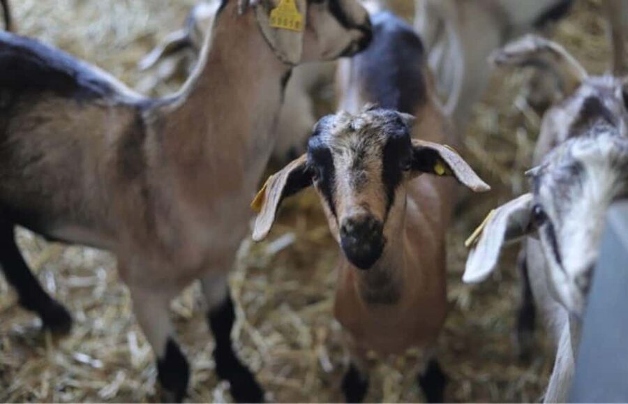 Gran Canaria: Cheese Workshop in Agüimes - Why a goat-cheese workshop in Agüimes is a great Gran Canaria choice