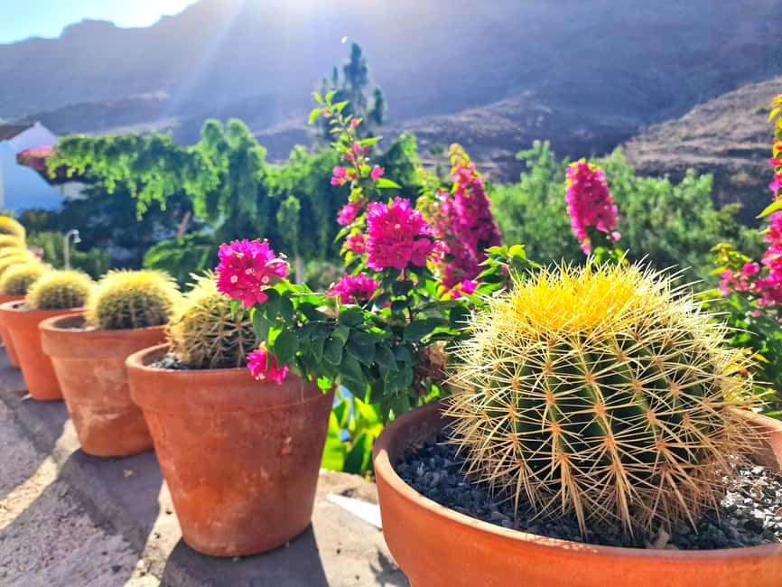 Gran Canaria: Tasting wine & local cheese in Mogan - Food pairing logic: turning sampling into dinner choices