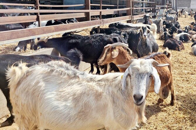 Guided Tour Montesdeoca Cheese Factory - Cheese and Wine Tasting - Goat farm life: feeding and milking you can see