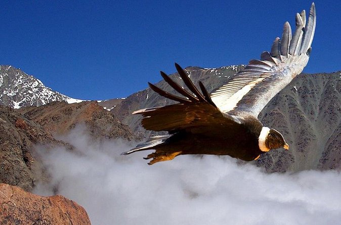 Half Day Private Trip to Valle Nevado with Cheese and Wine Carbon Neutral trip - Plaza de los Pumas and the cheese-and-wine viewpoint