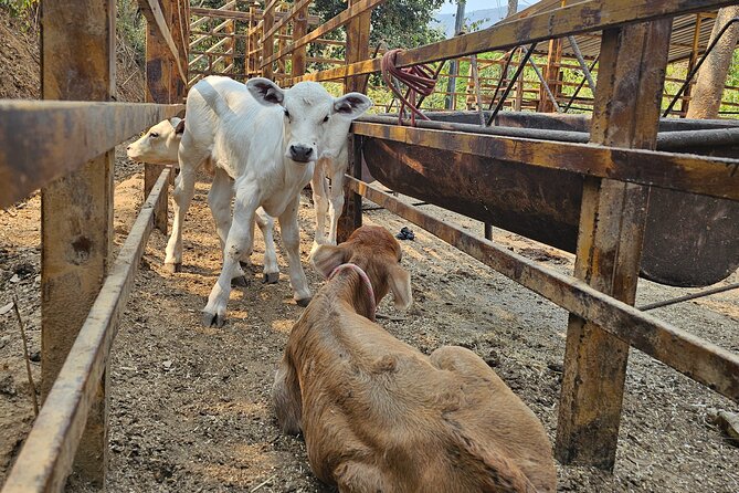 Hands-on Mexican Farm Experience: from Cow to Cheese - Milking a cow and tasting warm milk: the first hands-on moment