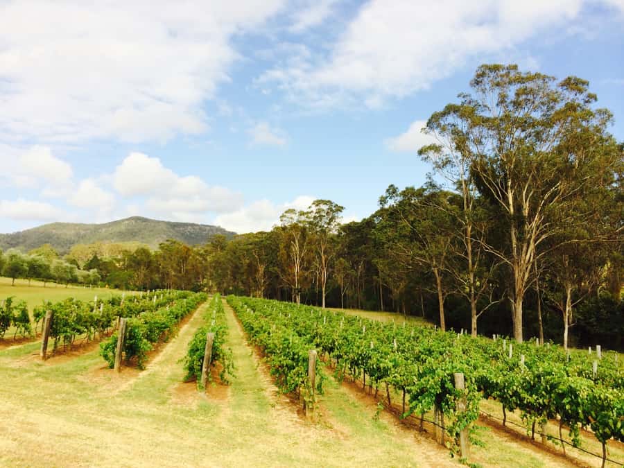 Hunter Valley: Tulloch Wines Mystery Wine & Cheese Tasting - Key highlights worth circling on your Hunter Valley map