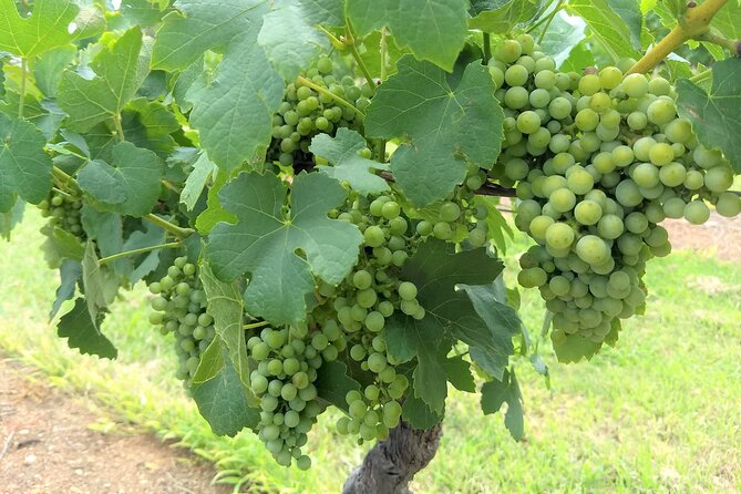 Hunter Valley wine and cheese starting from the Hunter region - Starting From Sydney: Why a Designated Driver Matters Here