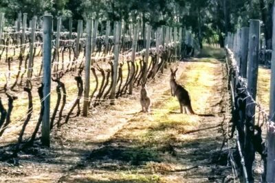 Hunter Valley wine and cheese starting from the Hunter region - The Hunter Valley Tasting Stop: Semillon to Shiraz, Plus Optional Spirits