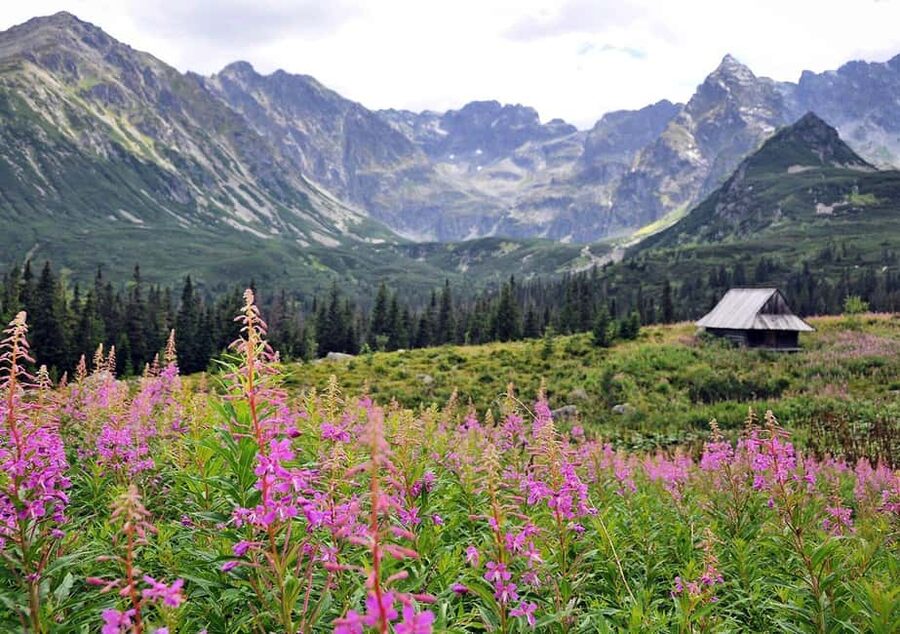 Krakow: Zakopane, Morskie Oko, and Cheese Tasting Tour - Hike or horse carriage to Morskie Oko: choosing based on your body