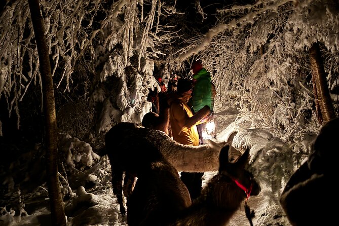 Llama hike with homemade, traditional cheese fondue - Practical tips so the hike feels easy, not awkward