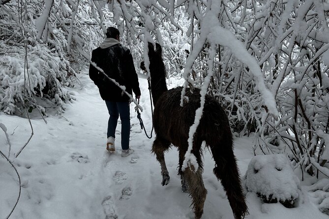 Llama hike with homemade, traditional cheese fondue - Who should book this llama hike with fondue