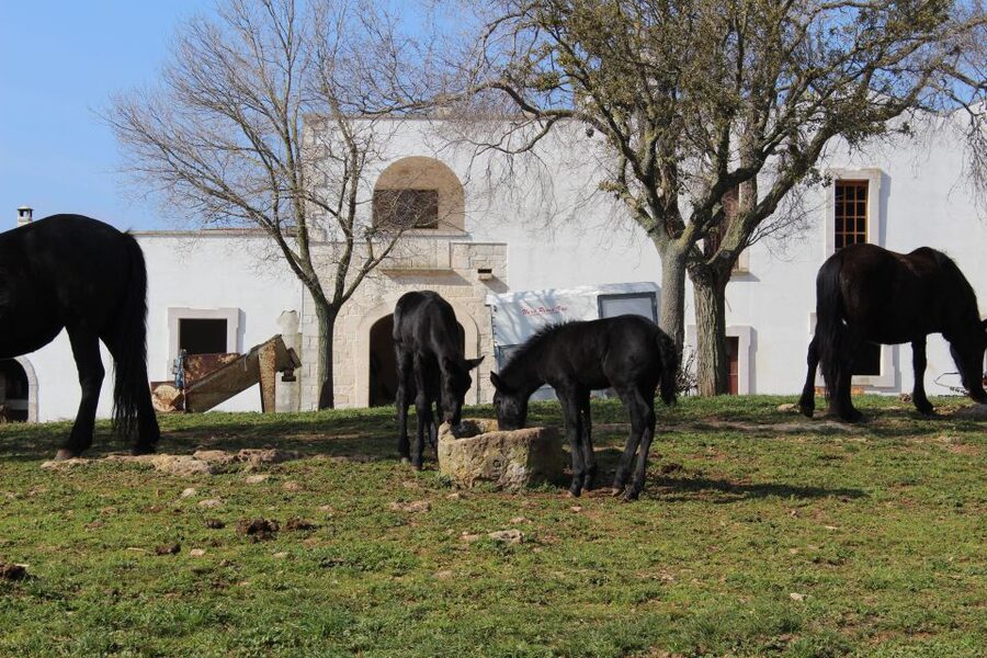Martina Franca: E-bike farm tour & cheese tasting - The optional cheese tasting: worth it, and easy to plan around