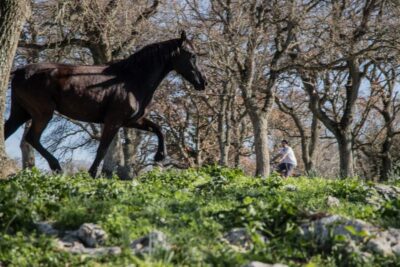 Martina Franca: E-bike farm tour & cheese tasting - Entering Martina Franca’s baroque streets without losing the day