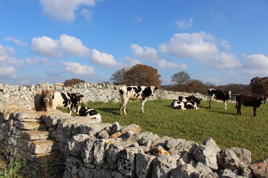 Martina Franca: E-bike farm tour & cheese tasting - Murgese horses: a native breed with real presence