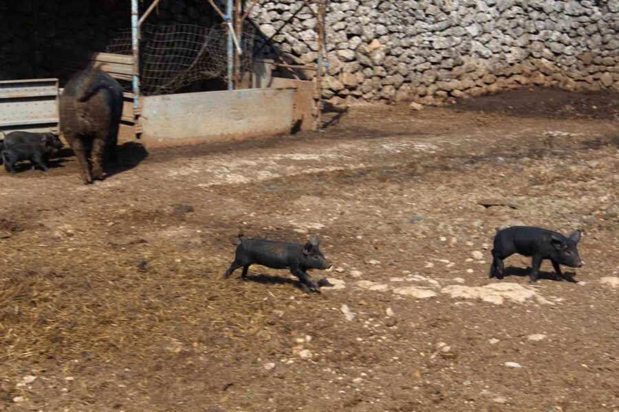 Martina Franca: E-bike farm tour & cheese tasting - Cow farm and on-site dairy: where the tasting comes from