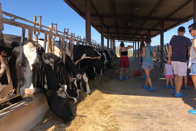 Menorca: Cheesemaking and Farm-Fresh Product Tasting - Why This 2.5-Hour Farm Experience Beats a Standard Food Stop
