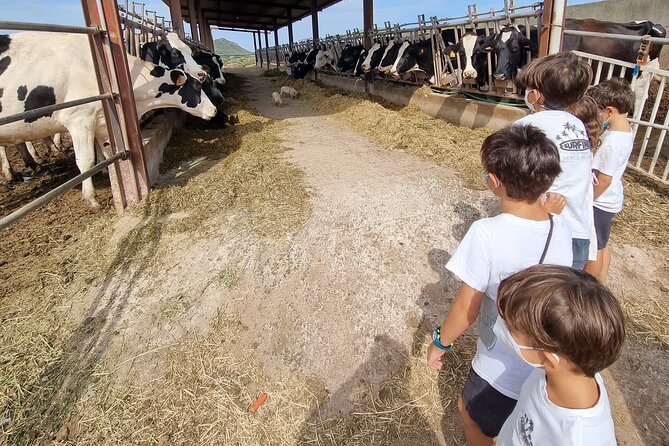 Menorca: Cheesemaking and Farm-Fresh Product Tasting - Getting There: The Formatges Sa Roqueta Meeting Point