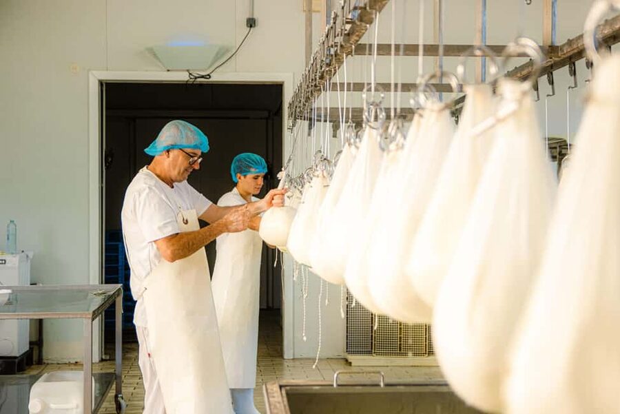 Menorca: Guided visit to the Subaida cheese factory, - Bottle-feeding calves: the part kids (and adults) remember