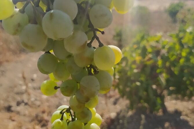 Naxos Farm Experience and cheese making - Key highlights worth planning around