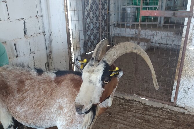 Naxos Farm Experience and cheese making - A family farm day in Naxos with Giannis and Katerina