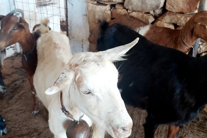 Naxos Farm Experience and cheese making - Weather matters more than you think