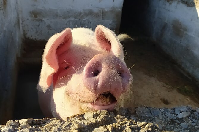 Naxos Farm Experience and cheese making - How the day flows: farm visit, milking, then cheesemaking
