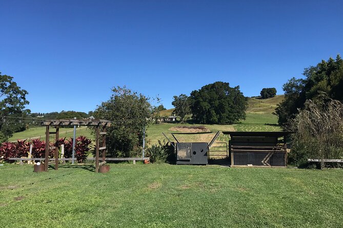 Noosa Hinterland Tour with Lunch, Wine & Cheese Tasting & more - Dingo Creek Vineyard finish: wine tasting and cheese platter