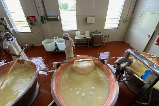 Parmigiano-Reggiano Cheese Factory Small group Tour From Parma - Timing Tips for an 8:30 AM Start in Parma