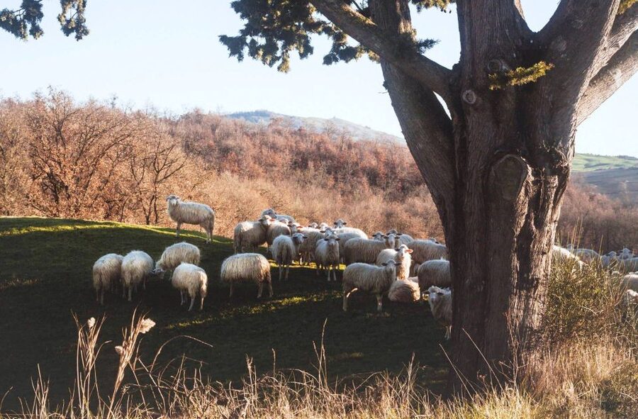 Pienza: Dairy Farm Tour with Pecorino Cheese Tasting - Should you book this dairy farm Pecorino tasting?