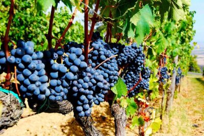 Pienza, Montalcino, Brunello Wine and Pecorino Cheese PRIVATE TOUR from FLORENCE - Azienda Agricola Capanna di Cencioni: the winery hour that sets the tone