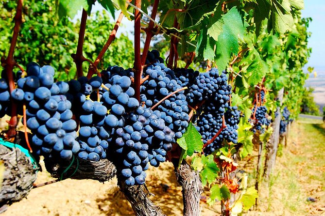 Pienza, Montalcino, Brunello Wine and Pecorino Cheese PRIVATE TOUR from FLORENCE - Azienda Agricola Capanna di Cencioni: the winery hour that sets the tone
