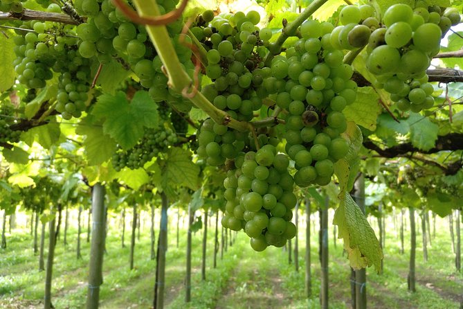 Private Basque Cheese & Txakoli Wine Tour from San Sebastian - Price and What You’re Really Buying at $580.92 per Person