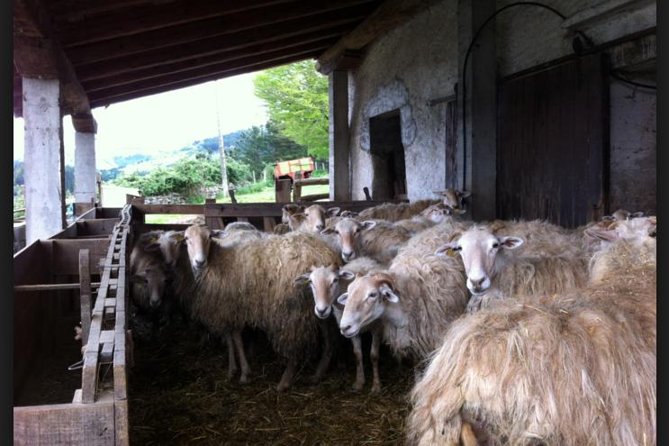 Private Basque Cheese & Txakoli Wine Tour from San Sebastian - Who This Tour Fits Best (and Who Might Want to Pass)