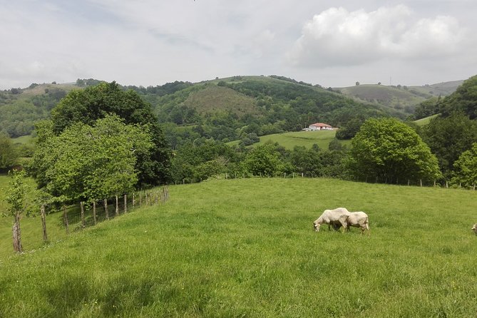 Private Basque Cheese & Txakoli Wine Tour from San Sebastian - Should You Book This Private Basque Cheese and Txakoli Tour?