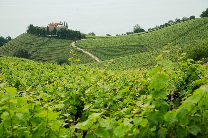 Private Basque Cheese & Txakoli Wine Tour from San Sebastian - Gaintza Txakolina Winery and a Real Lesson in Two Grape Names