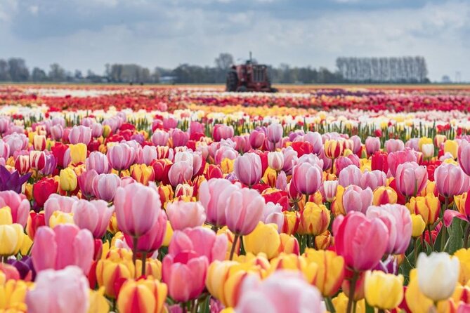 Private Tour to Tulips, Keukenhof, Windmills & Cheese Farm - Key highlights to know before you go