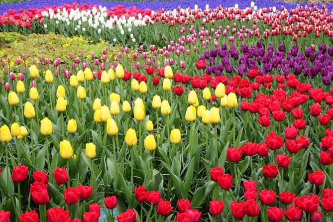 Private Tour to Tulips, Keukenhof, Windmills & Cheese Farm - How the day runs (and why it feels worth the money)
