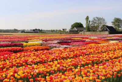 Private Tour to Tulips, Keukenhof, Windmills & Cheese Farm - Tulip Experience Amsterdam: history, photo fields, and picking your own tulips