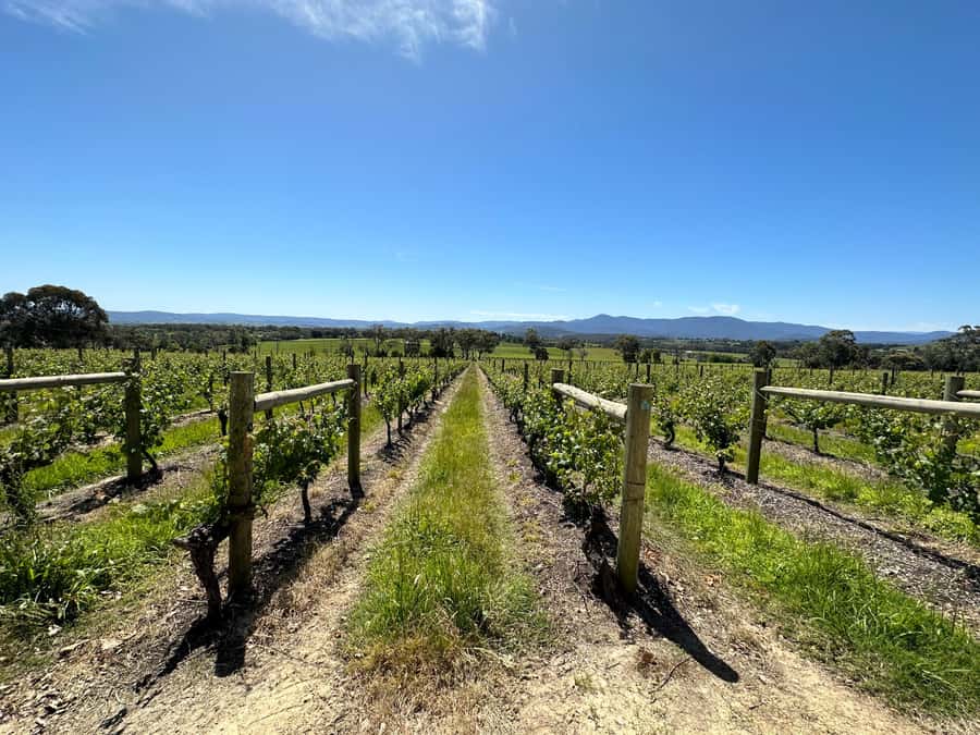 Private Tour: Yarra Valley Wine, Cheese, Gin & Chocolatrie - Chandon’s Sparkling Tasting: Why It’s Worth Planning For