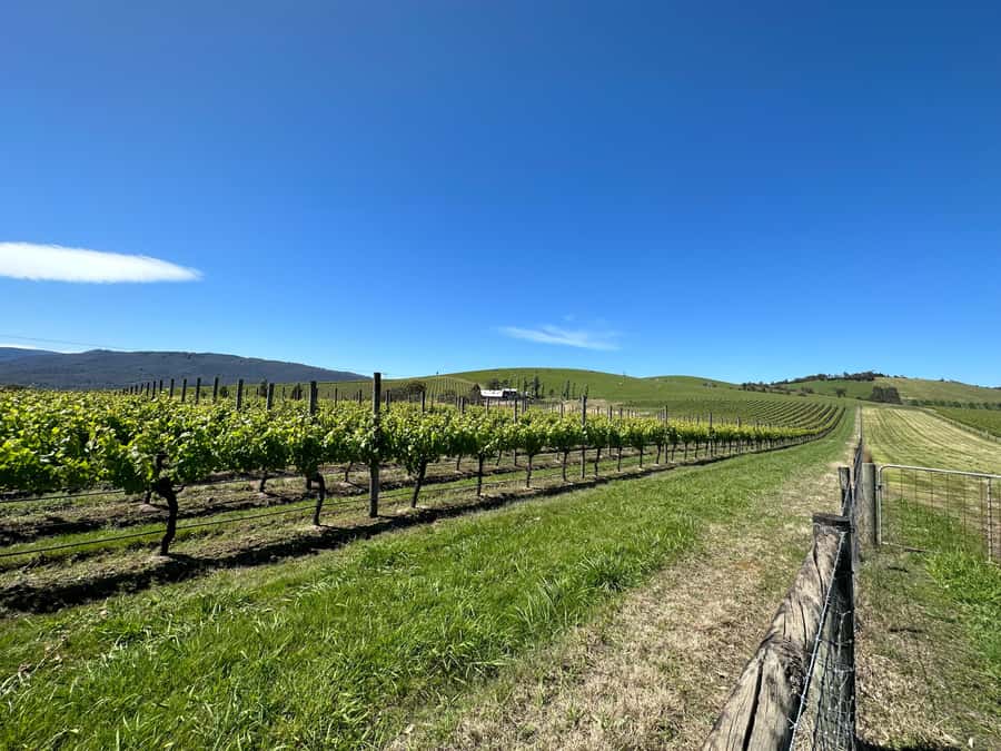 Private Tour: Yarra Valley Wine, Cheese, Gin & Chocolatrie - How the 9-Hour Plan Stays Relaxed (Even with Tastings)