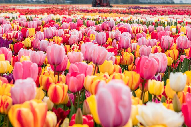 Private Tulip Fields, Windmills and Cheese Tour from Amsterdam - Key things to know before you go
