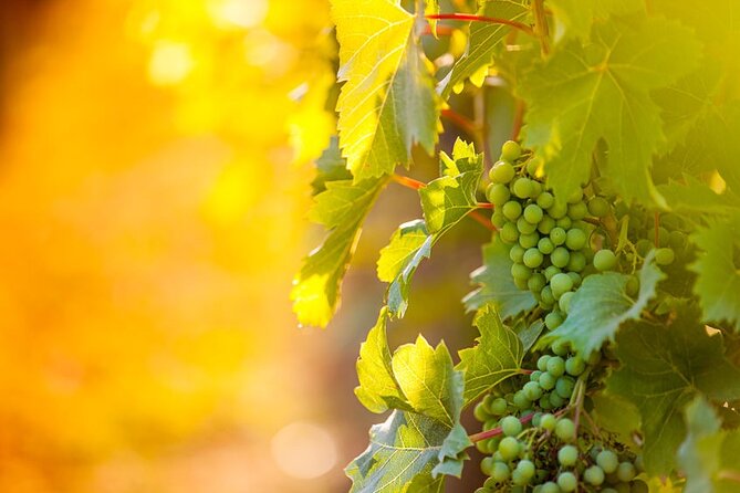 Private Wine Tour in Niagara-on-the-Lake w/ cheese & charcuterie - Why this Niagara-on-the-Lake wine day feels easy