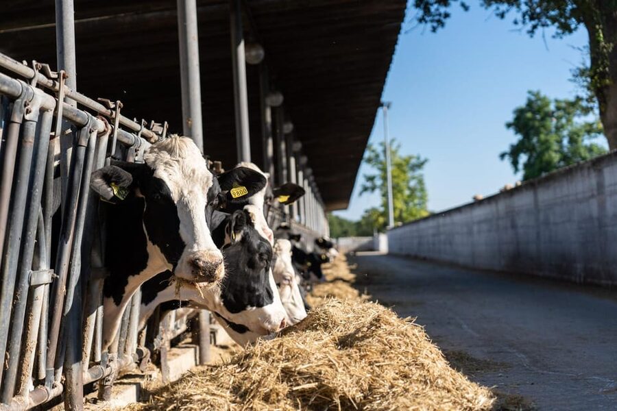 Puglia: Masseria Seppunisi Tour, Cheese, Burrata Tasting - Meet the Farm Story: Why the History Is Practical, Not Just Decorative