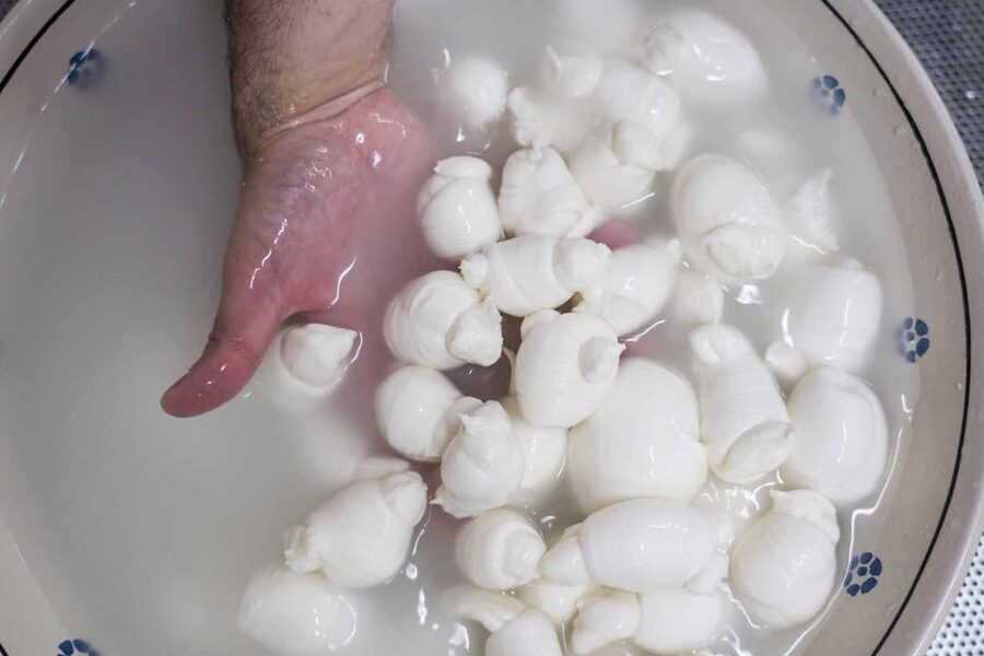 Puglia: Masseria Seppunisi Tour, Cheese, Burrata Tasting - Cowshed Time and Calves: The Part That Feels Like Puglia