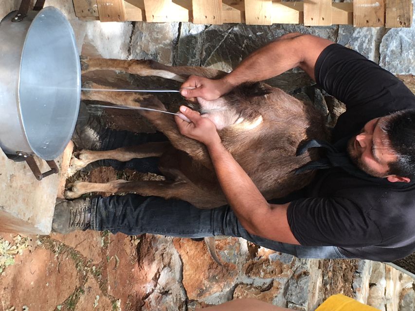 Rethymno 4x4 Safari: Tastes & Farm Experience - Getting to the mountains: pickup timing, the “7 hours” rhythm, and comfort