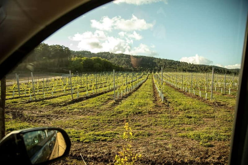 Rías Baixas Albariño Experience: Winery Visit & Cheese - Vineyard Walk: Terroir Lessons You Can Taste Later