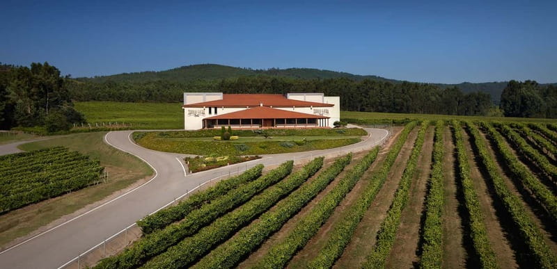 Rías Baixas Albariño Experience: Winery Visit & Cheese - The 1.5-Hour Plan: Vineyards to Tasting Table
