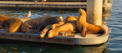 Romantic Boat Cruise with Wine & Cheese or Surprise Dinner - The quiet electric boat: what the Duffy upgrade really buys you