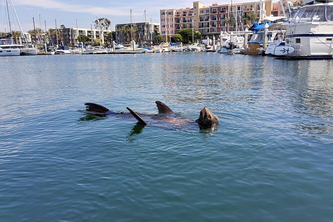 Romantic Luxury Boat Cruise with Wine Cheese Sea LionTours - Where You Board in Marina del Rey (and why it matters)