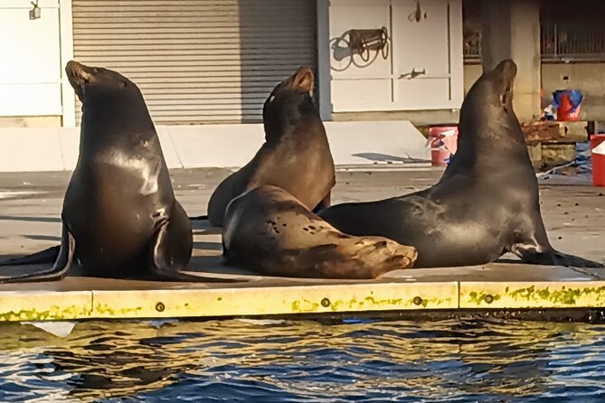 Romantic Luxury Boat Cruise with Wine Cheese Sea LionTours - Sea lions and wildlife: how to get good sightings