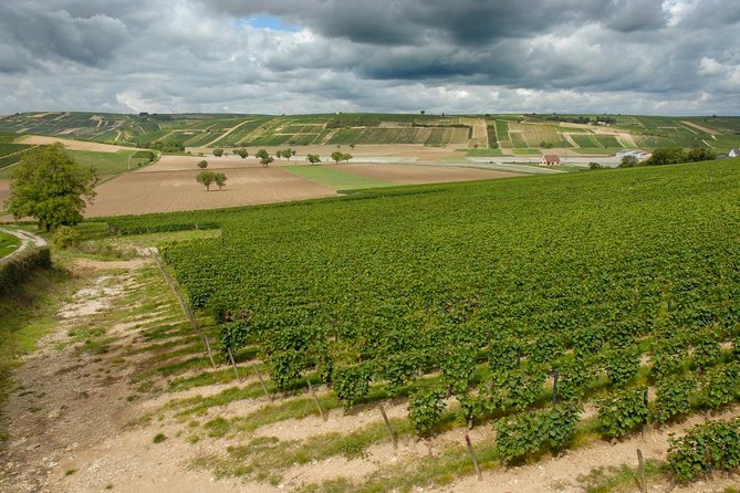 Sancerre & Pouilly-Fumé Wine Tour Goats' cheese tasting - De Ladoucette: a more focused Pouilly-Fumé tasting