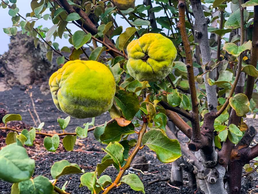 São Filipe: Fogo Volcano with Wine and Cheese Tasting - What to Bring, and How to Prep for Lava Terrain