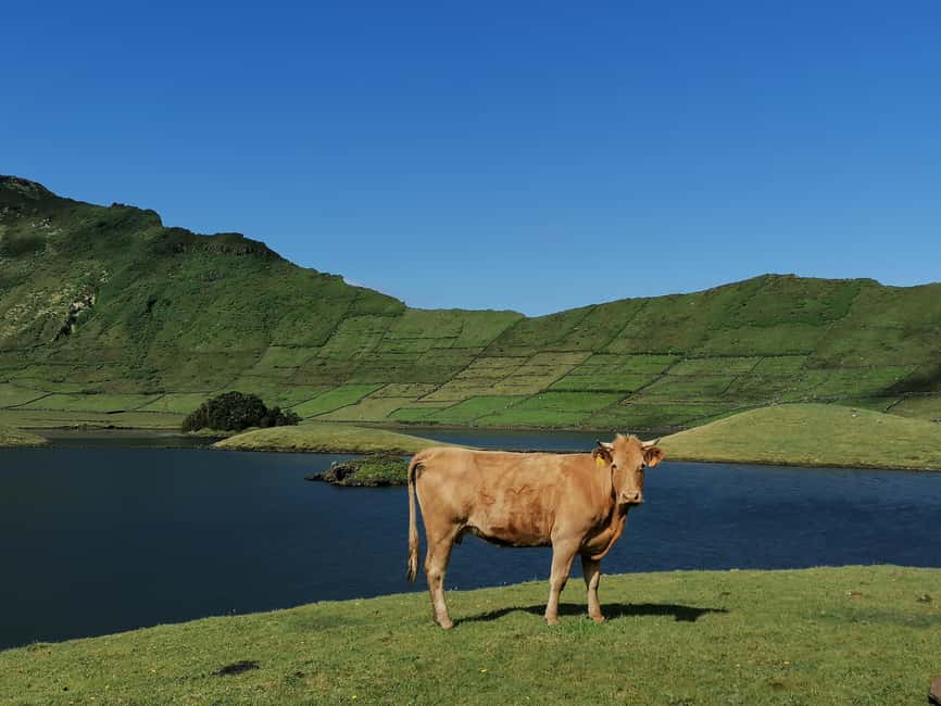 Sao Jorge Cheese Tour - Half day - Key Points You Should Know Before You Go