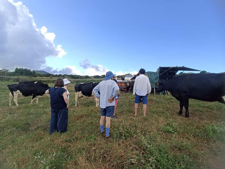 Sao Jorge Cheese Tour - Half day - Stop 1: Pickup Options and How the Timing Shapes the Experience